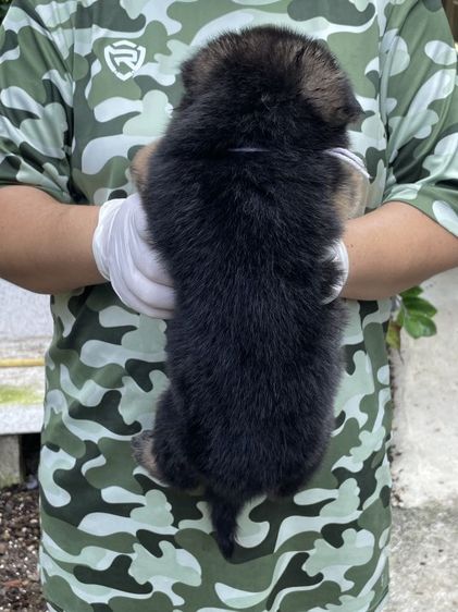 (มีใบเพ็ด) เปิดจองลูกสุนัขเยอรมันเชพเพิร์ดแท้ รูปที่ 2