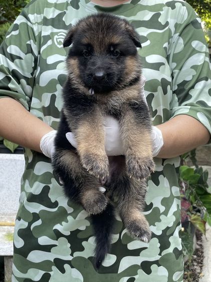 เยอรมันเชพเพิร์ด (German Shepherd) ใหญ่ (มีใบเพ็ด) เปิดจองลูกสุนัขเยอรมันเชพเพิร์ดแท้