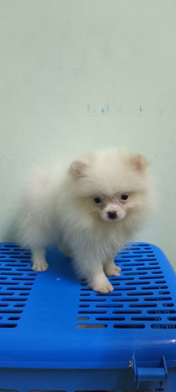 ปอม