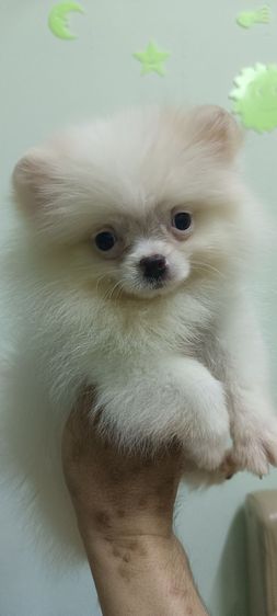 ปอมเมอเรเนียน (Pomeranian) เล็ก ปอม