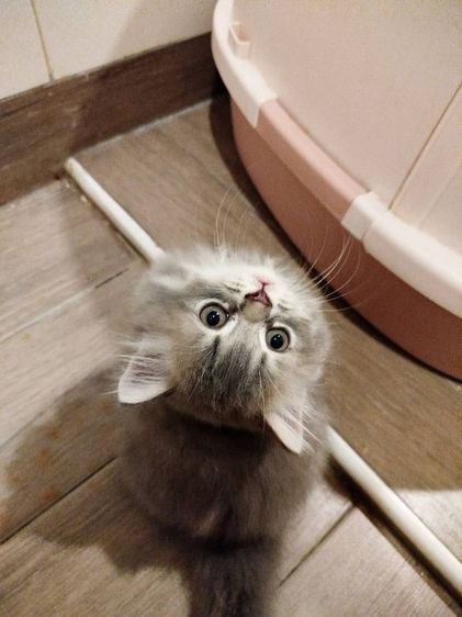 แมวสก็อตติชโฟลด์ เด็กชาย