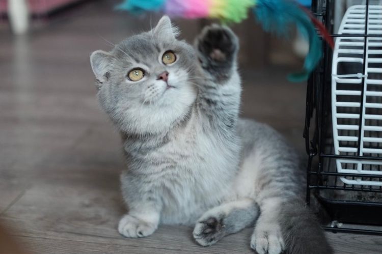 มันช์กิ้น (Munchkin) มันช์กิ้น ขาสั้น เพศชาย 