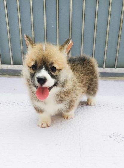 คอร์กี้ (Corgi) กลาง    7ตัวสุดท้าย ลูกคอร์กี้