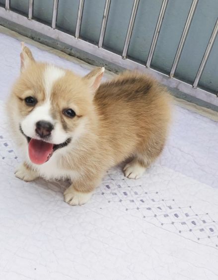 คอร์กี้ (Corgi) กลาง    7ตัวสุดท้าย ลูกคอร์กี้