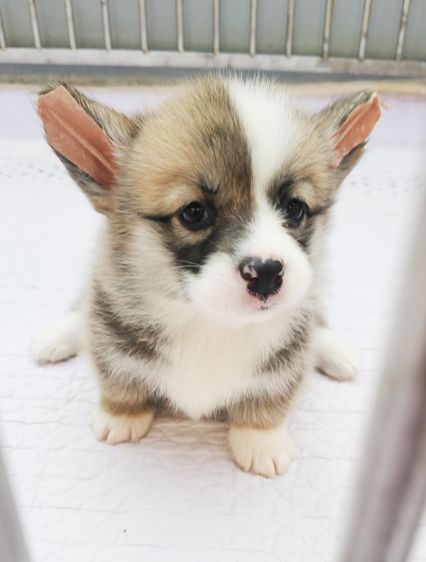 คอร์กี้ (Corgi) กลาง  เปิดจองแล้วครับ ลูกคอร์กี้ทั้ง8 