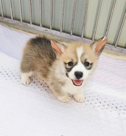   5 ตัวสุดท้ายแล้ว ลูกคอร์กี้