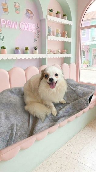 ชิวาวา (Chihuahua) เล็ก ชิวาว่าขนยาว