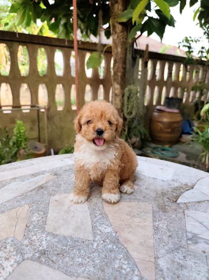 พุดเดิ้ลทอย เพศเมียจังหวัดอุดรธานี