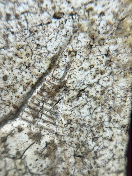 พระสมเด็จพิมพ์ใหญ่หลังเจดีย์ รูปที่ 17