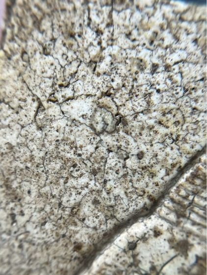 พระสมเด็จพิมพ์ใหญ่หลังเจดีย์ รูปที่ 16