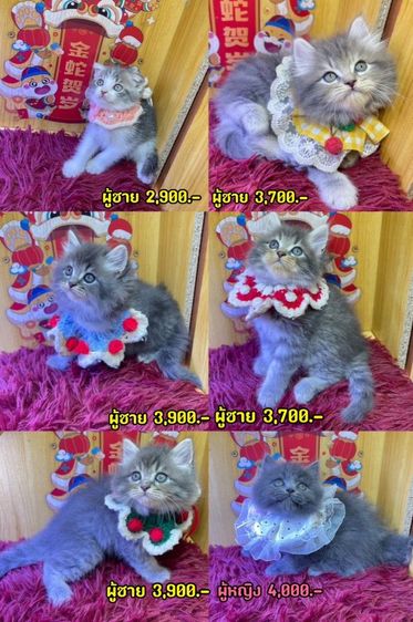 แมวสก็อตติช