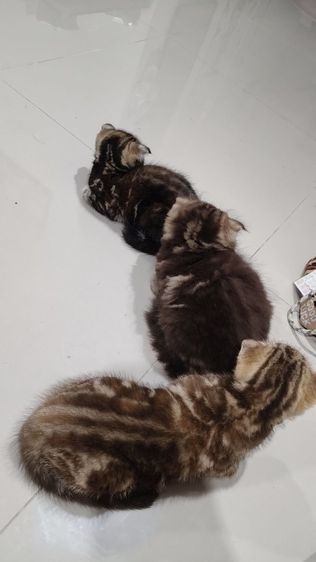 สก็อตติชบริติช🫶😻 เด็กหญิง 🏡🎉 รูปที่ 3