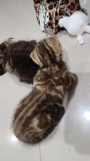 สก็อตติชบริติช🫶😻 เด็กหญิง 🏡🎉 รูปที่ 2