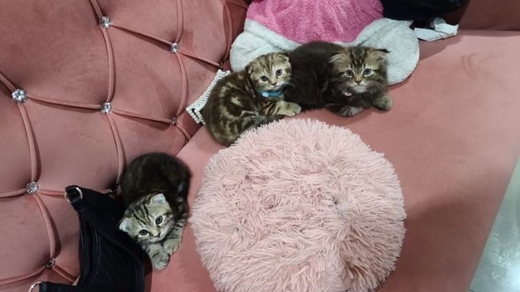 สก็อตติชบริติช🫶😻 เด็กหญิง 🏡🎉 รูปที่ 5