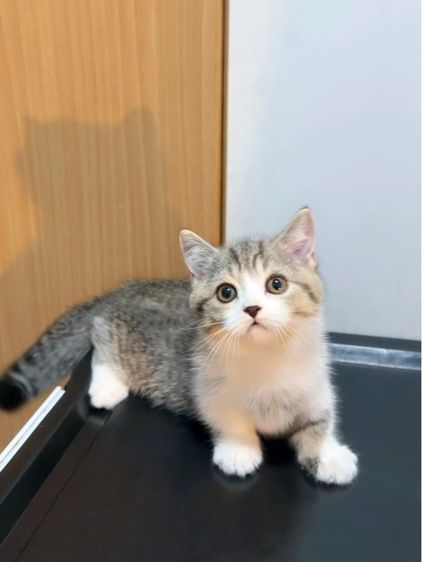 มันช์กิ้น (Munchkin) แมวมันช์กิ้นขาสั้นๆ