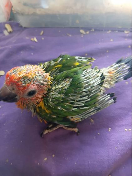 ซันคอร์นัว รูปที่ 2