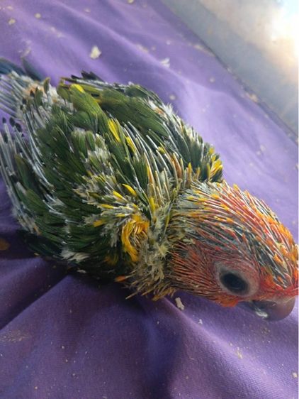 ซันคอนัวร์ ซันคอร์นัว