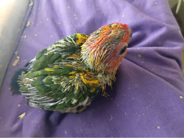 ซันคอร์นัว รูปที่ 4