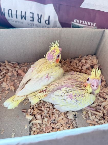 คอกคาเทล ลูกป้อนค๊อกคาเทล