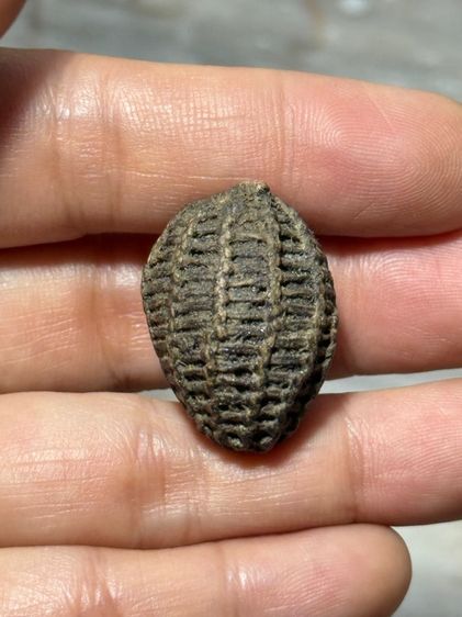 พระสะสมเก่า รูปที่ 5