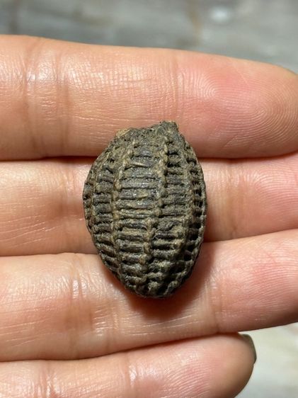 พระสะสมเก่า