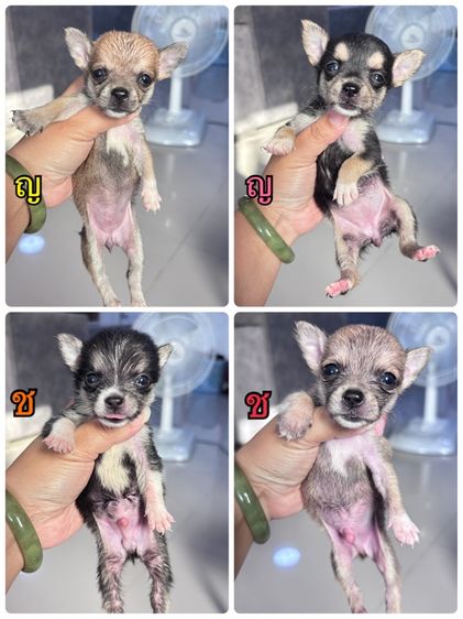 ชิวาวา (Chihuahua) เล็ก ชิวาว่า
