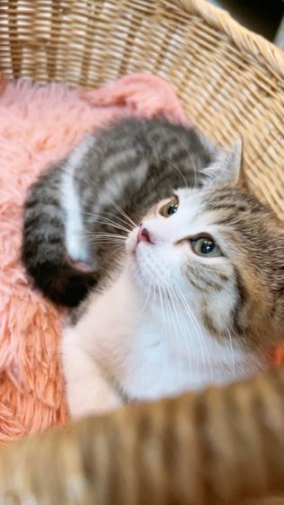 แบ่งเลี้ยง สก็อตติช แท้ พร้อมย้าย รูปที่ 4