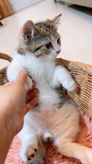 แบ่งเลี้ยง สก็อตติช แท้ พร้อมย้าย รูปที่ 5