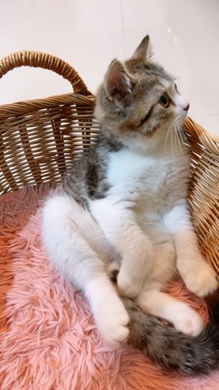 แบ่งเลี้ยง สก็อตติช แท้ พร้อมย้าย รูปที่ 7