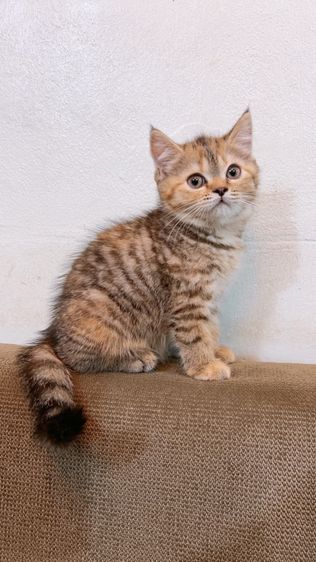 แบ่งเลี้ยง สก็อตติช แท้ พร้อมย้าย รูปที่ 2