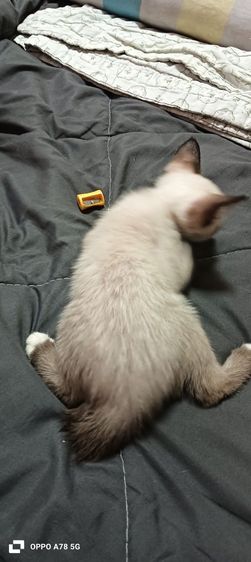 น้องอายุ 3เดือนเพศเมียหางกวักที่เท้าติดแต้มขาวเหลือ 1 ตัวค่ะ รูปที่ 4