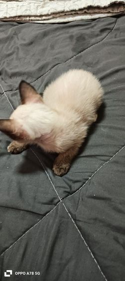 น้องอายุ 3เดือนเพศเมียหางกวักที่เท้าติดแต้มขาวเหลือ 1 ตัวค่ะ รูปที่ 3