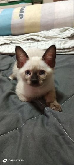 วิเชียรมาศ (Siamese Cat) น้องอายุ 3เดือนเพศเมียหางกวักที่เท้าติดแต้มขาวเหลือ 1 ตัวค่ะ