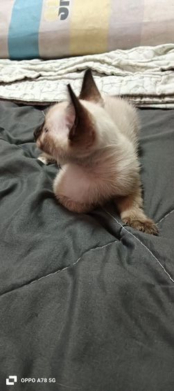 น้องอายุ 3เดือนเพศเมียหางกวักที่เท้าติดแต้มขาวเหลือ 1 ตัวค่ะ รูปที่ 2