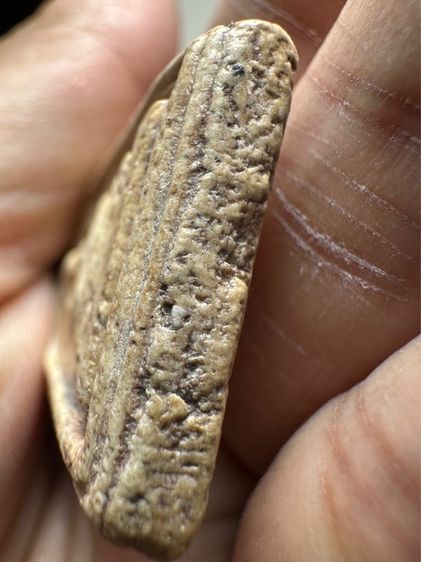 พระสมเด็จวัดระฆัง พิมพ์เกศบัวตูม รูปที่ 5