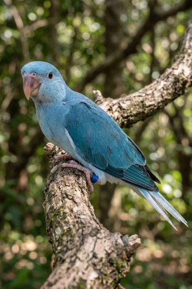 ริงเนค บลูเครียเทล ผู้เมีย กินเอง โตขึ้นสวยนะ รูปที่ 2