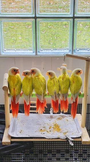 กรีนชีค คู่ทำซันชีคแบบประหยัด