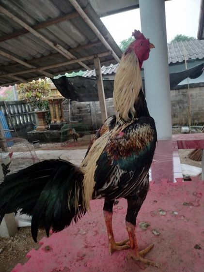 ไก่ชน รูปที่ 5