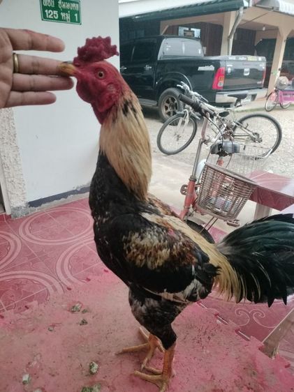 ไก่ชน