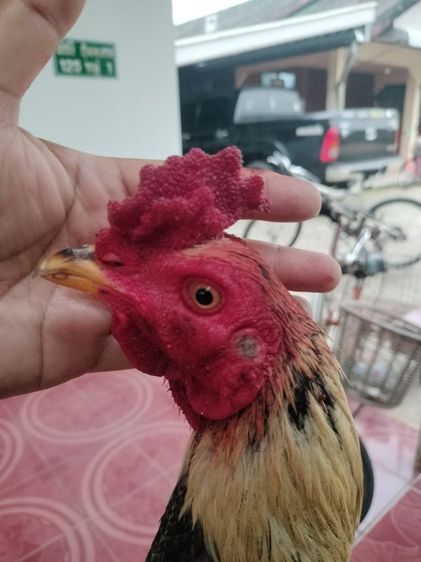 ไก่ชน รูปที่ 2