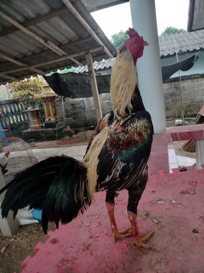 ไก่ชน รูปที่ 3