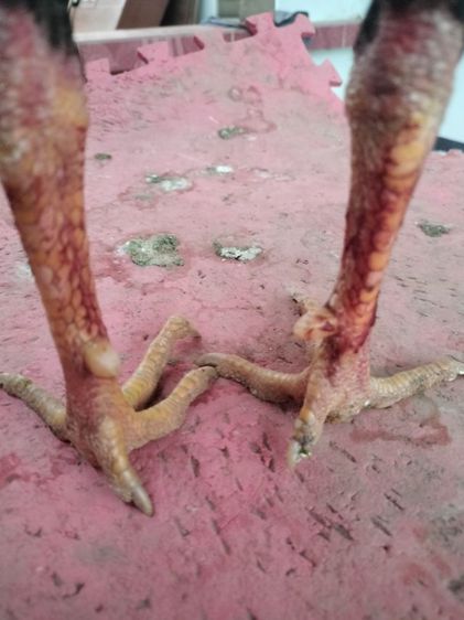 ไก่ชน รูปที่ 4