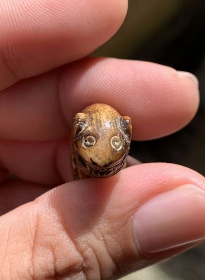 เสือเก่า