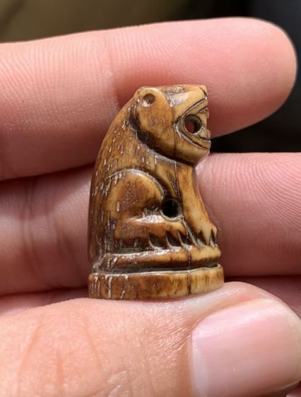 เสือเก่า รูปที่ 5