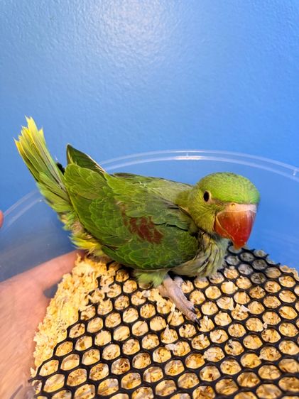 โม่งอินเดียสอนพูดได้ รูปที่ 3