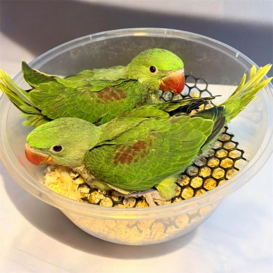 โม่งอินเดียสอนพูดได้