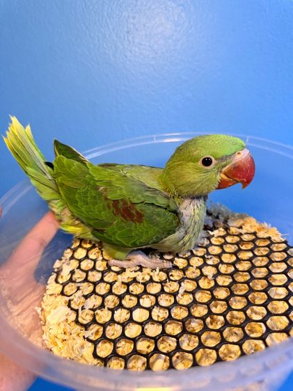 โม่งอินเดียสอนพูดได้ รูปที่ 4