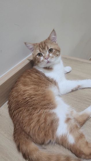 แมวส้ม หาบ้านใหม่ให้แมวส้มฟรี รูปที่ 3