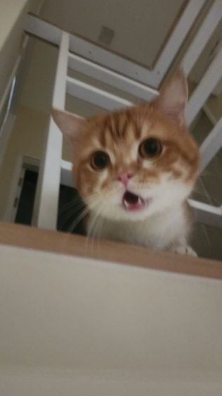 แมวส้ม หาบ้านใหม่ให้แมวส้มฟรี