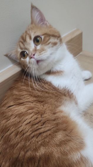 แมวส้ม หาบ้านใหม่ให้แมวส้มฟรี รูปที่ 4